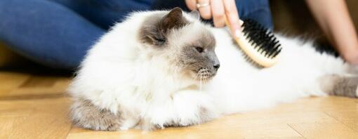 Cat hair loss treatment home remedies deals